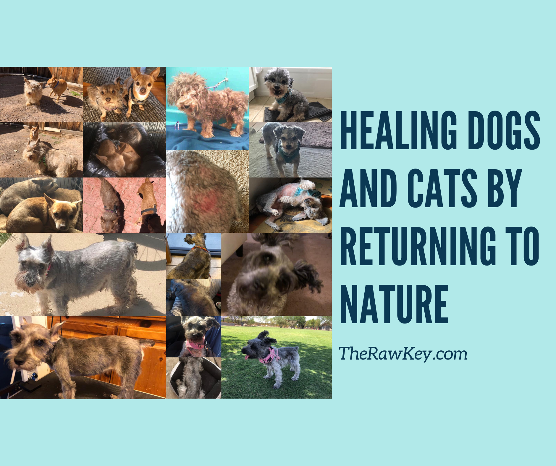 Healing Cats and Dogs by Returning to Nature
